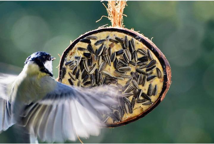 Immagine prodotto Dobar Noce di cocco (10 x, 2.80 kg)