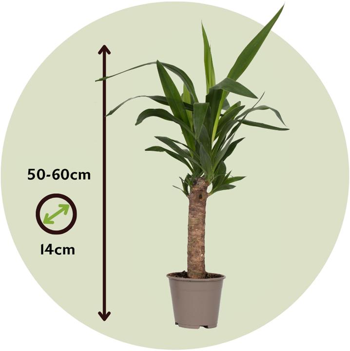Image du produit Plant in a Box Yucca elephantipes - (50 cm)