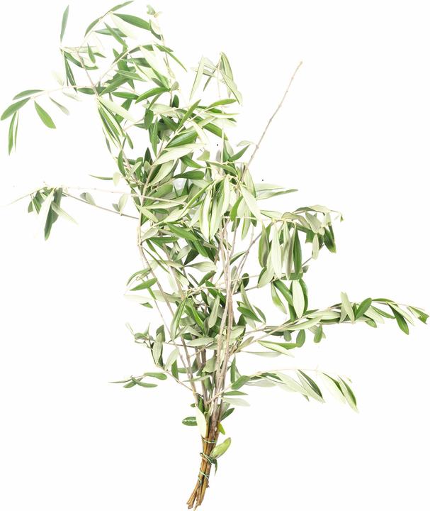 Actual product image Flowerbox olive leaves (Dried flowers)