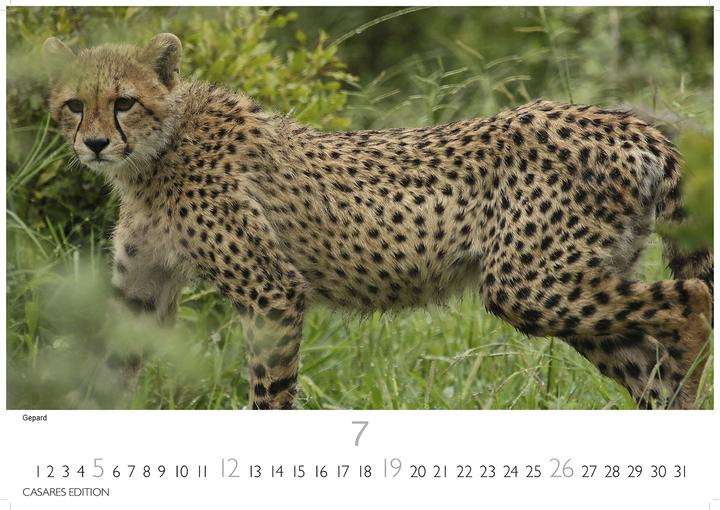 Immagine prodotto Big Cats 2026 S 24x35cm (24 x 35 cm, Tedesco)