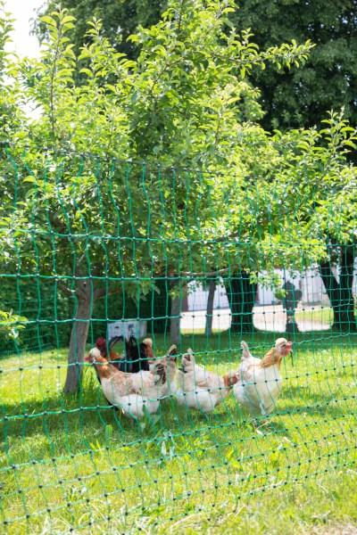 Produktbild Kerbl Geflügelnetz