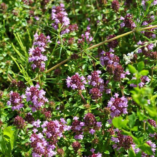 Actual product image Säntispracht Set of 6, The ground-covering medicinal field thyme - Thymus pulegioides (25 cm)