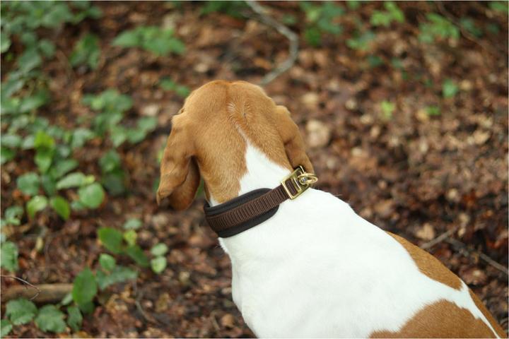 Actual product image Niggeloh Collar DeLuxe (XXS, Dog, General)