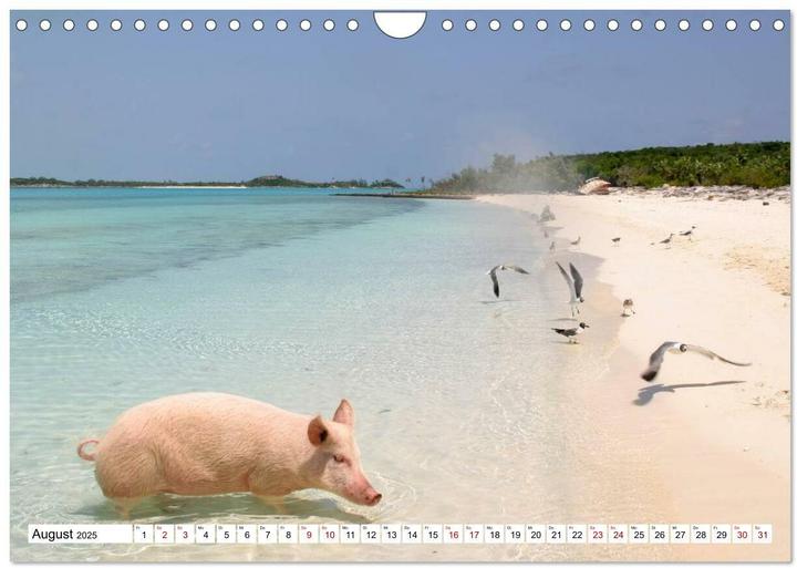 Image du produit Schweine im Dauerurlaub auf den Bahamas! (Wandkalender 2025 DIN A4 quer), Monatskalender (A4, Allemand)