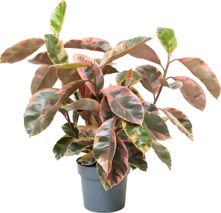 Image du produit VEG and the City Malo (Gommier rose - Ficus elastica Belize) (90 cm)