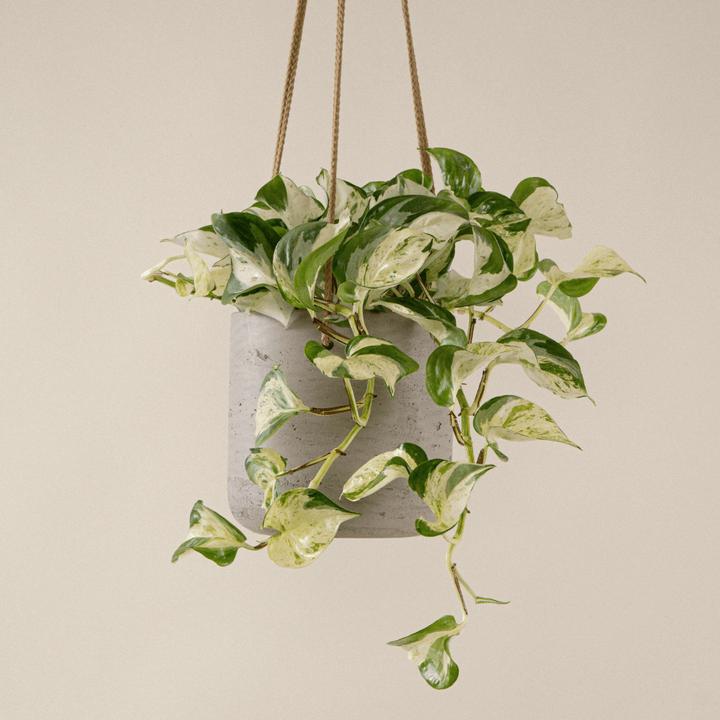Produktbild Mary and Plants Efeutute Happy Leaf HAY Hellgrau (35 cm)