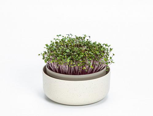 Actual product image Plastia Urbalive sprout kit
