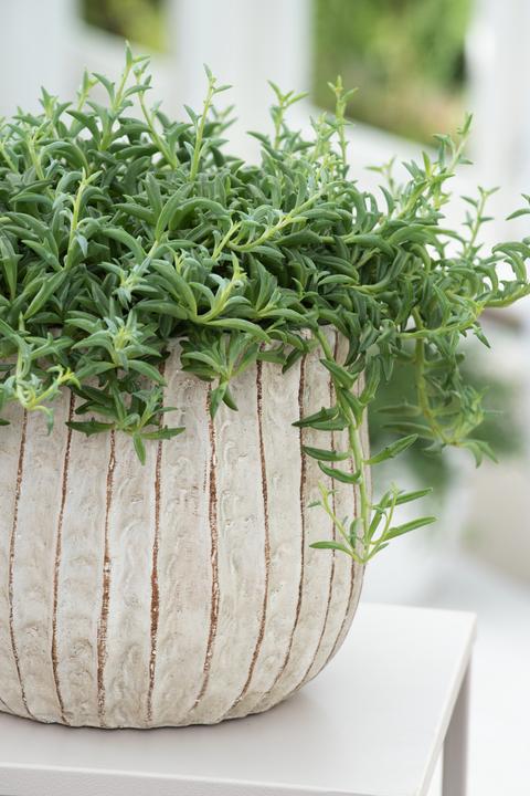 Produktbild Plant in a Box Senecio peregrinus - Delfinpflanze (10 cm)