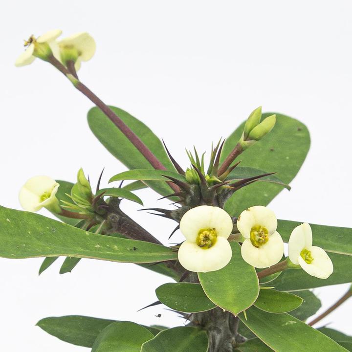 Image du produit Kakteen Gautschi Euphorbia milii Set (25 cm)
