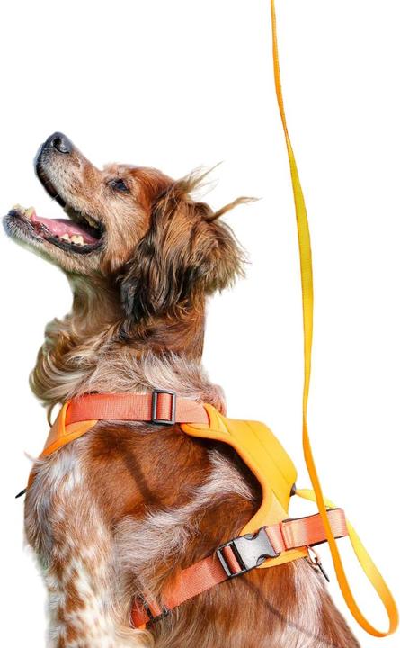 Immagine prodotto Ancol Set pettorina e guinzaglio per cani Extreme Hybrid (XL, Cane, Generale)