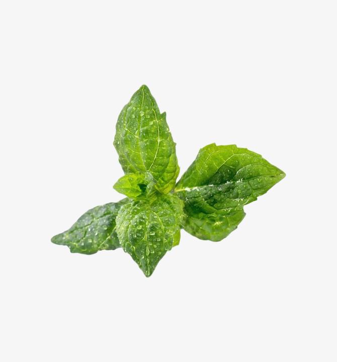 Actual product image Véritable Organic Peppermint (Herb seeds)