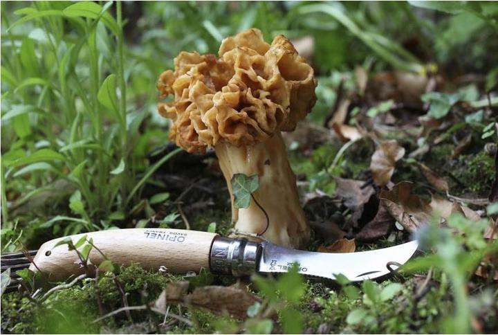 Produktbild Opinel Pilzmesser (7 cm)