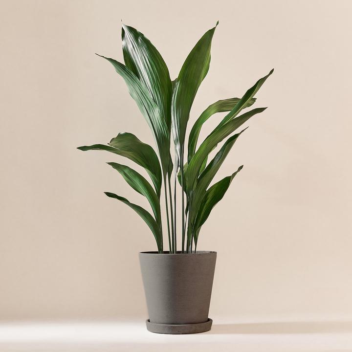 Actual product image Mary and Plants Cobbler's palm (95 cm)