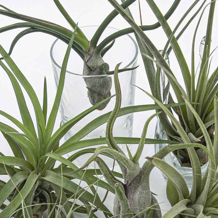 Actual product image Kakteen Gautschi Tillandsia Set 3 (15 cm)