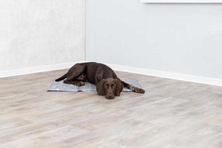 Actual product image Trixie Soft (Dog)