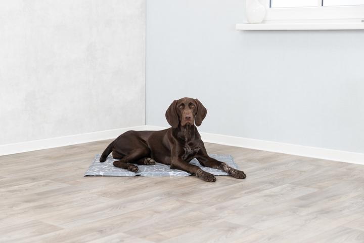 Actual product image Trixie Soft (Dog)