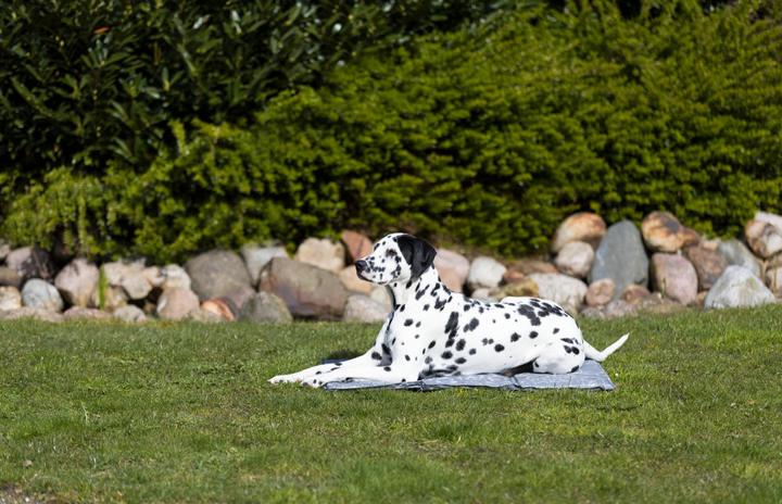 Actual product image Trixie Soft (Dog)