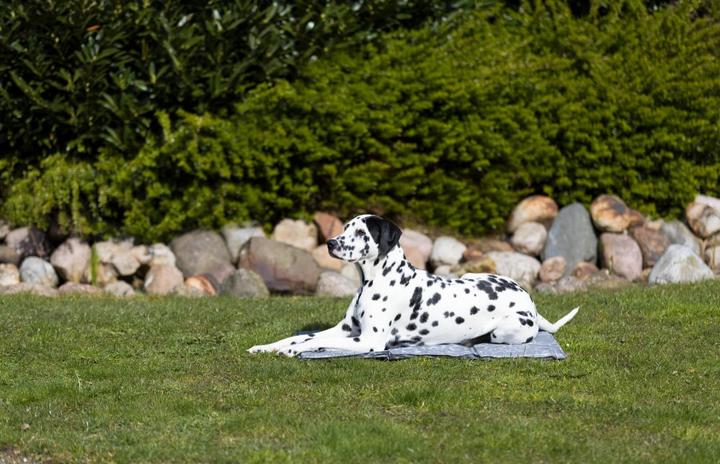 Actual product image Trixie Soft (Dog)