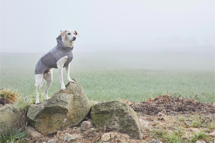 Produktbild Cloud 7 Hunderegenmantel Berlin (Hundemantel)