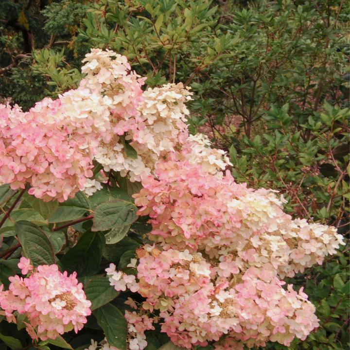 Image du produit Plant in a Box Hydrangea Paniculata 'Pink Lady' - Set de 3 hortensias (25 cm)
