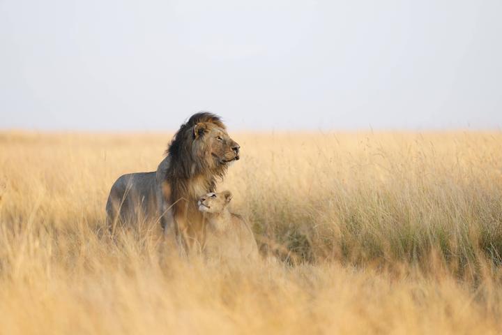 Actual product image Sony FE 300mm F2.8 GM OSS (Sony E, full size)
