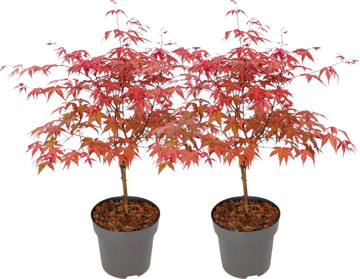 Produktbild Plant in a Box Acer palmatum 'Beni Maiko' - 2er Set Ahornbäume (60 cm)