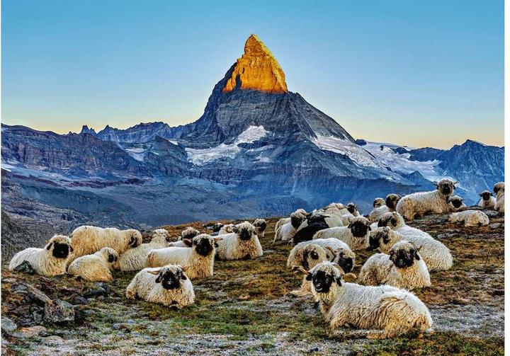 Image du produit Ravensburger Meet the Sheep Zermatt (1000 pièces)