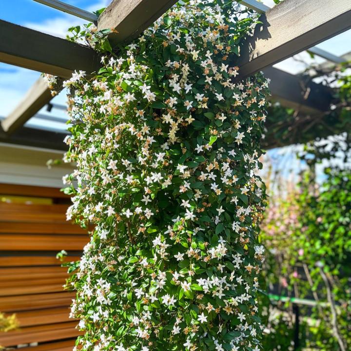 Image du produit Plant in a Box Trachelospermum jasminoides - Set de 2 jasmins étoilés (120 cm)