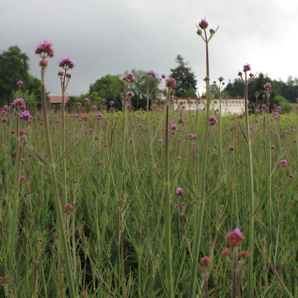 Image du produit Säntispracht La verveine d'Argentine auto-ensemencée - Verbena bonariensis 'Cloud (80 cm)