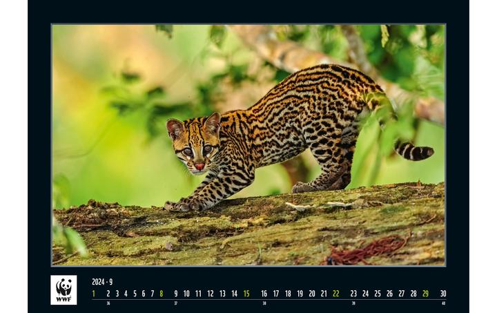 Produktbild Simplex Kalender WWF 2024 (48.5 x 34 cm)