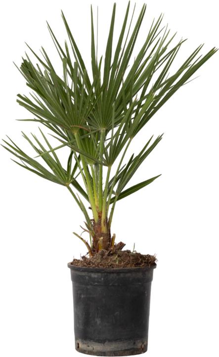 Actual product image Plant in a Box Chamaerops Humilis - Zwergpalme (50 cm)