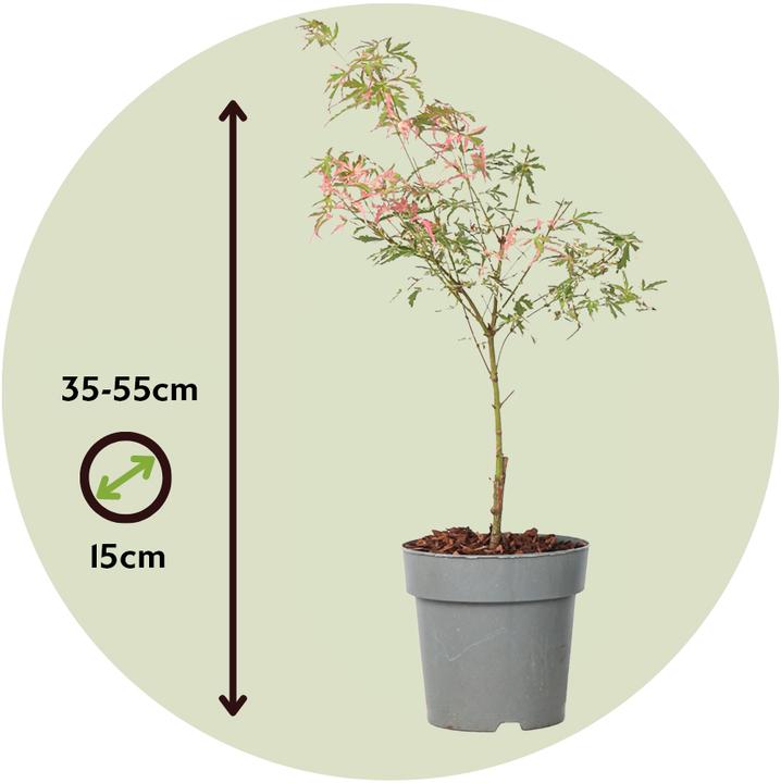 Immagine prodotto Plant in a Box Acer Palmatum 'Taylor' - set di 2 alberi di acero (35 cm)