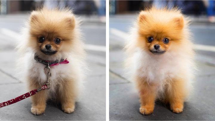 Produktbild Adobe Photoshop Elements 2022 (1 User, unbegrenzt)