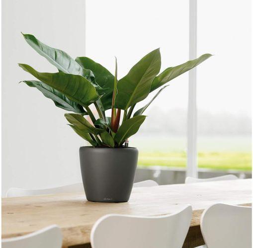 Image du produit Lechuza Classico (22 cm)