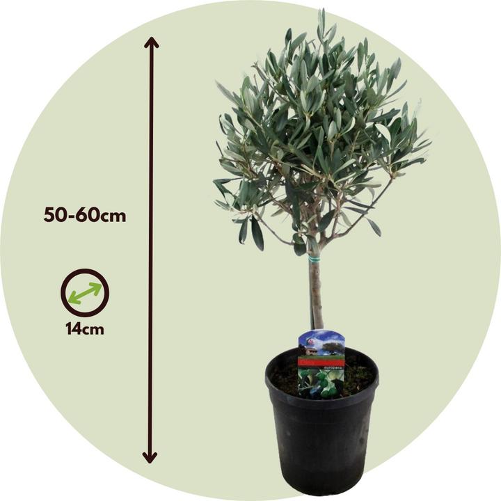 Actual product image Plant in a Box Olea Europaea (45 cm)