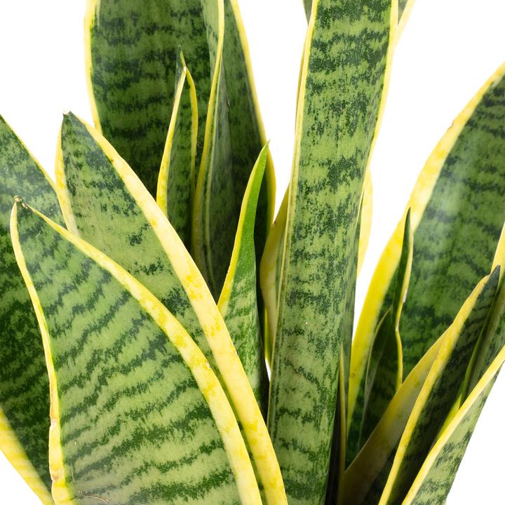 Immagine prodotto Flowerbox Canapa a fiocco - Sansevieria trifasciata Laurentii (35 cm)