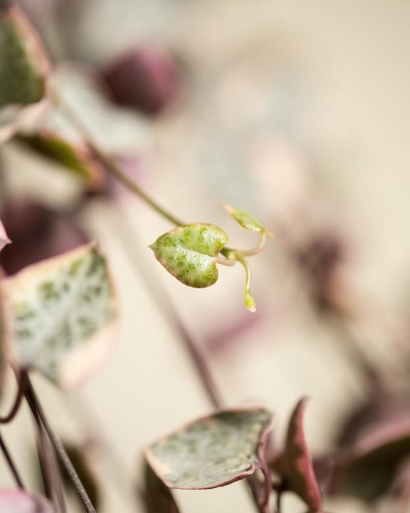 Immagine prodotto feey Pianta lampadario rosa (60 cm, Appena rinvasata)