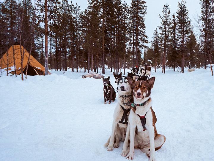 Image du produit Smartbox Séjour en Suède : 4 jours avec aurores boréales et balade en chiens de traîneau pour 2 (2 pers.)
