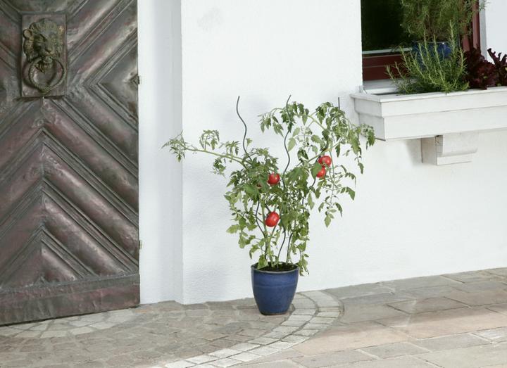 Actual product image Windhager Tomatoes Spiral bar (100 cm, 0.60 cm)