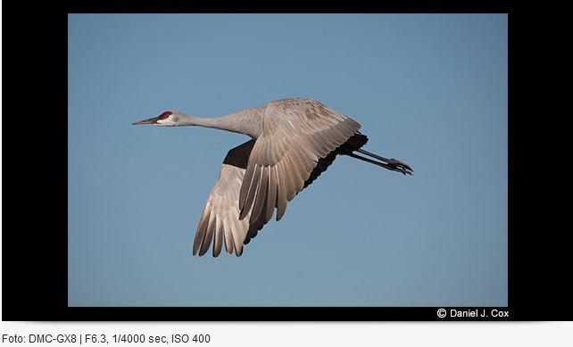 Image du produit Panasonic 100-400mm f/4-6.3 Leica DG Vario-Elmar ASPH. puissance O.I.S. (Micro Four Thirds, Micro Four Thirds)
