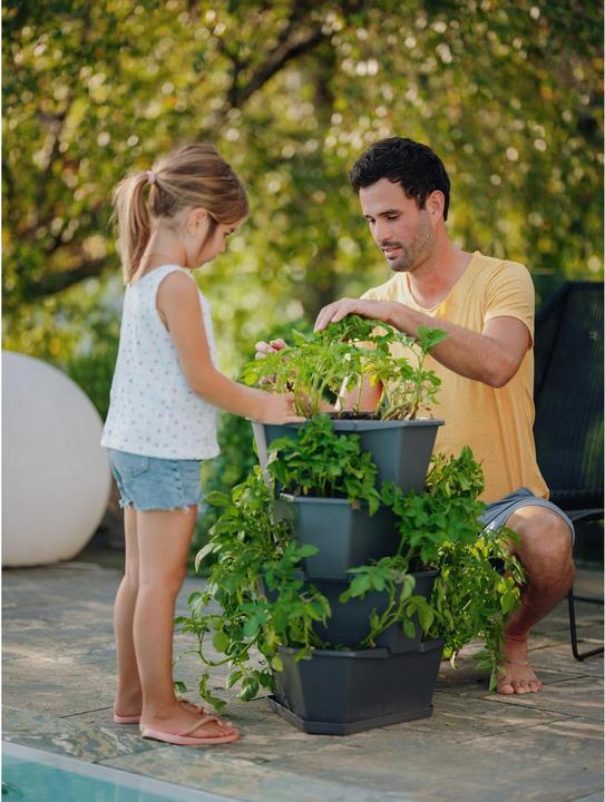 Image du produit Gusta Garden Paul Potato (38.80 cm)