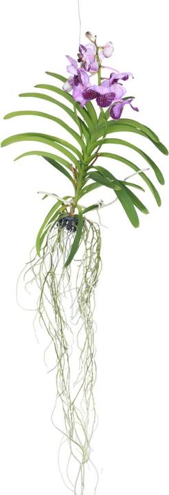 Actual product image Plant in a Box Vanda 'Lila' - Orchid (60 cm)