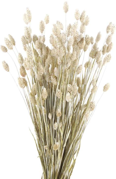 Geschenkkörbe CH Glossy grasses, Phalaris dried flowers, coloured white (Dried flowers)