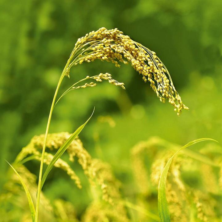 Actual product image Weleda Millet (190 ml, Liquid shampoo)