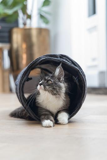 Actual product image Designed by Lotte Ribbed cat tunnel (Cat tunnel)