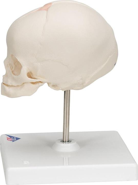 Produktbild 3B Scientific Fetus Schädel Modell, auf Stativ