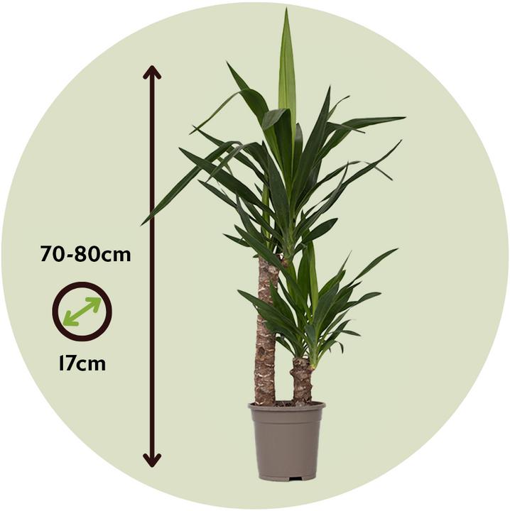 Image du produit Plant in a Box Yucca Elephantipes - Lys de palmier (70 cm)