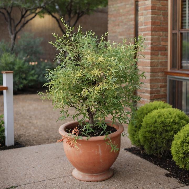 Immagine prodotto Plant in a Box Acer palmatum 'Butterfly' - Acero (25 cm)