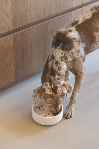 Image du produit Designed by Lotte Gamelle pour chien Lojs (1.20 l)