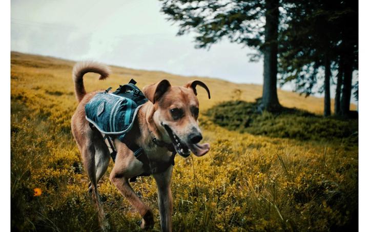 Actual product image Dogpak Moab Lite Hunderucksack L (L, Dog boots)